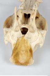 Skull Boar - Sus scrofa